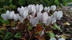 Cyclamen hederifolium 'Album'